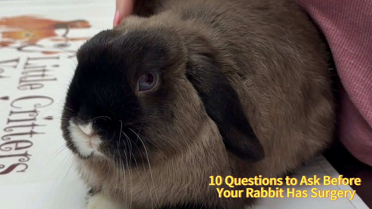 Preparing for Rabbit Surgery? Ask These Questions First - YouTube