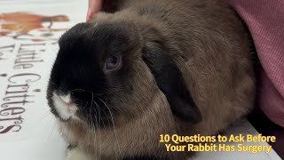 Preparing for Rabbit Surgery Ask These Questions First
