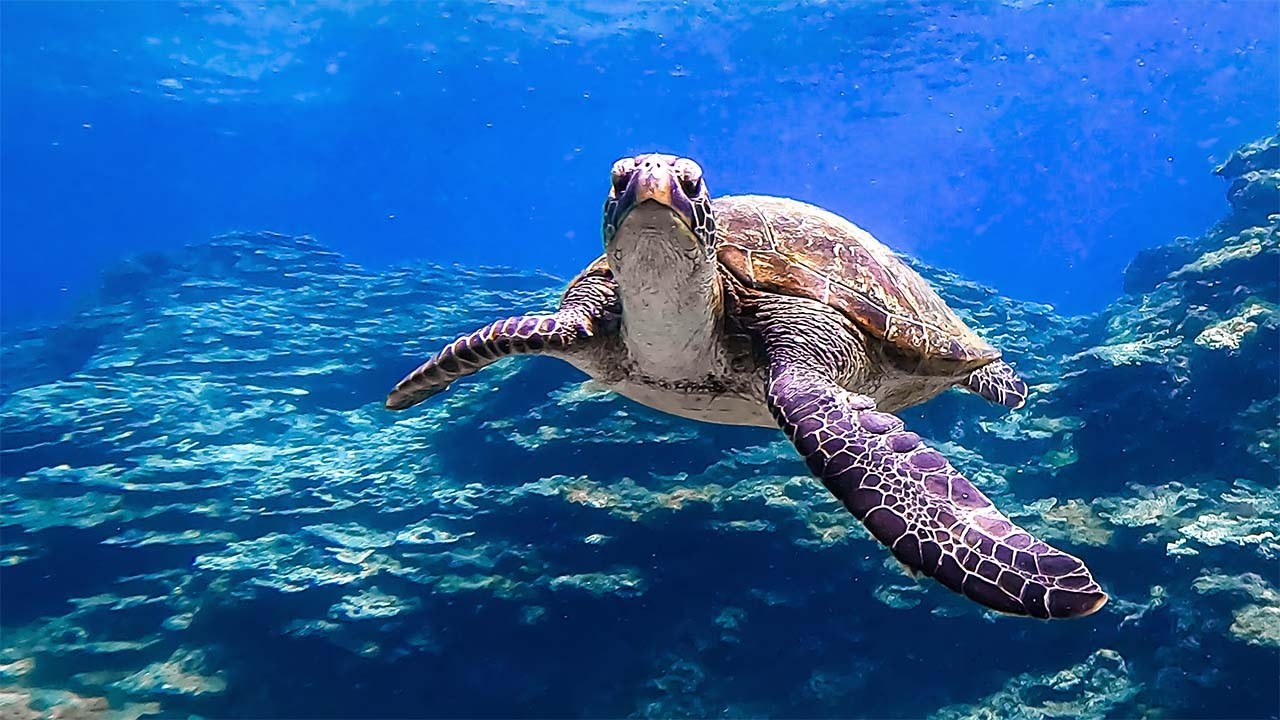 Посещение токийских Гавайев, скрытого острова с морскими черепахами | Остров Хатидзёдзима