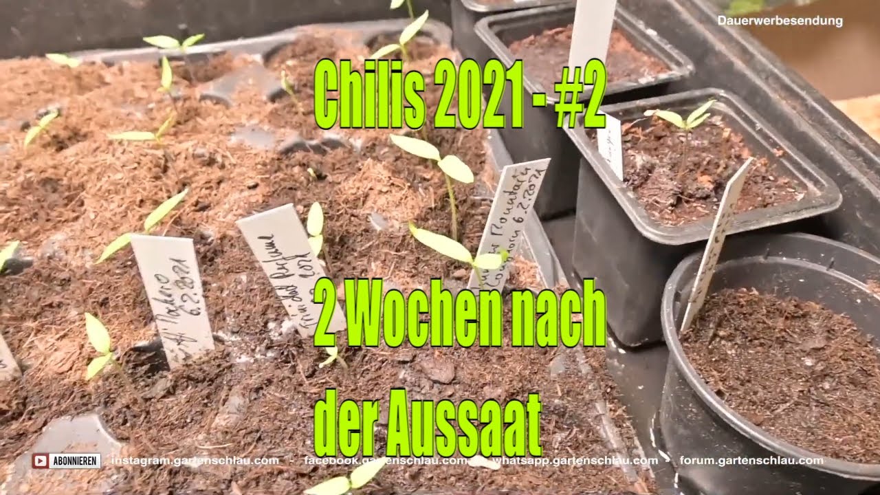 Chili-Aussaat nach 14 Tagen: So unterschiedlich keimen die Sorten