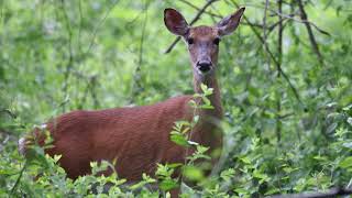 Deer Keds: Blood Thirsty Bugs by Penn State Extension 380 views 2 months ago 4 minutes, 37 seconds
