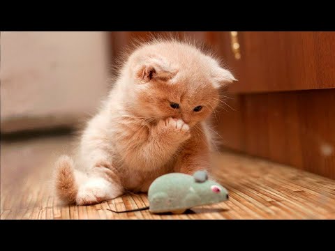 Видео: Я РЖАЛ ДО СЛЕЗ 😹 СМЕШНЫЕ КОШКИ И СОБАКИ | СМЕШНЫЕ ЖИВОТНЫЕ 2023 😹 ЛУЧШИЕ ПРИКОЛЫ #47