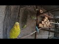 3 Hour of Budgie Chirping Sounds In The Colony Cage - August-1-2019