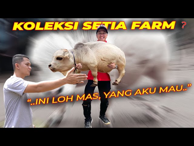 MAS HERMAWAN;  ..SAPI PO SAYA MEREKOMENDASIKAN AA.. class=