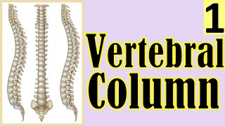 13. Vertebral Column || #Back_Anatomy Overview (1/4) || نظرة عامة على تشريح الظهر || [A2] || [14/24]