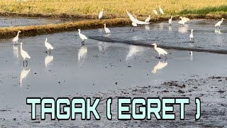 TAGAK ( EGRET )