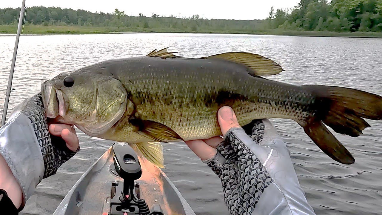 Summer Bass Fishing – Morning Action