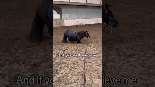 Billy likes to shake his body 🕺🏼#shitland #shetlandpony #equestrianproblems