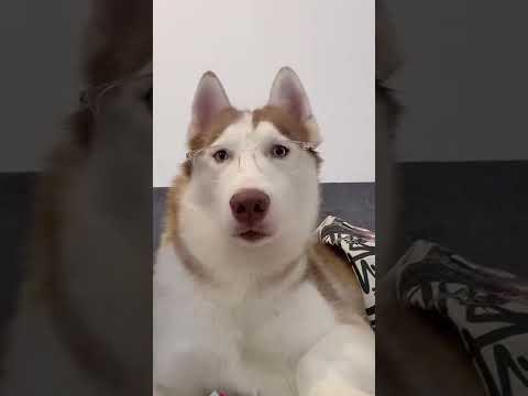 Video Butin - nàng lọ lông ăn không ngồi rồi - youtube