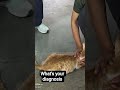 Ascites in cat