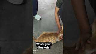 Ascites in cat