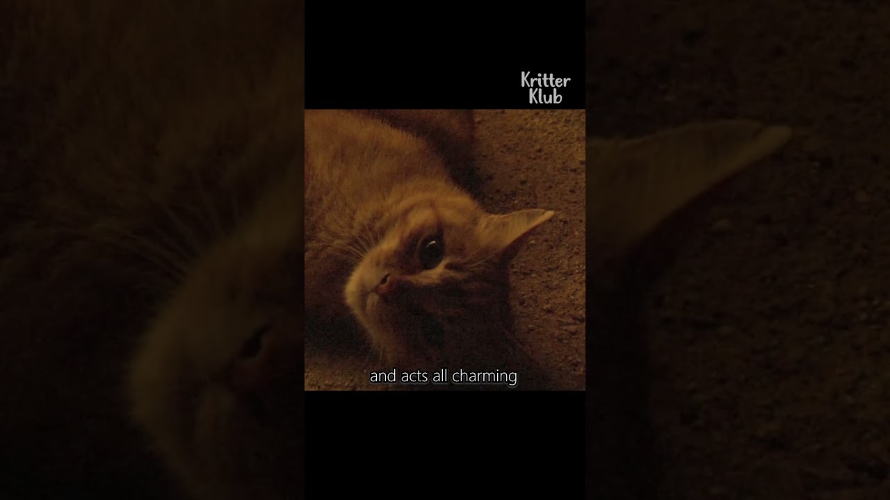 three-legged cat raises kittens under a temple 