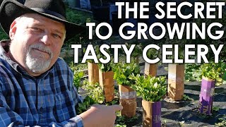 The Secret to Growing Tasty Celery || Black Gumbo