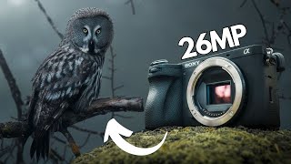 Sony A6700 ReviewGood for WILDLIFE Photography?