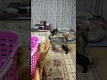 犬と猫。仲が良すぎるとこうなります。