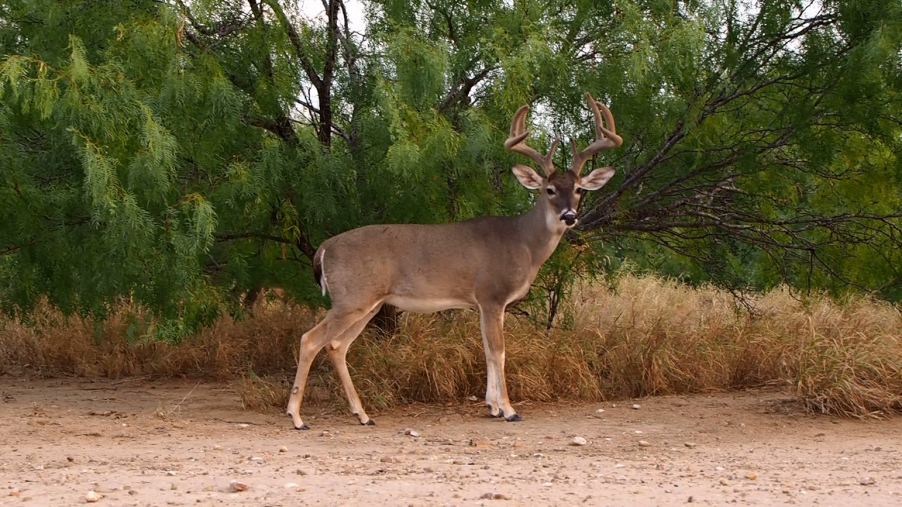 WhiteTailed bucks browsing Mesquite beans on the Northwest Ridge YouTube
