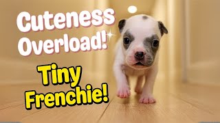 Tiny Frenchie Marches Down the Hall Like a Superstar – Cuteness Overload 🐾✨
