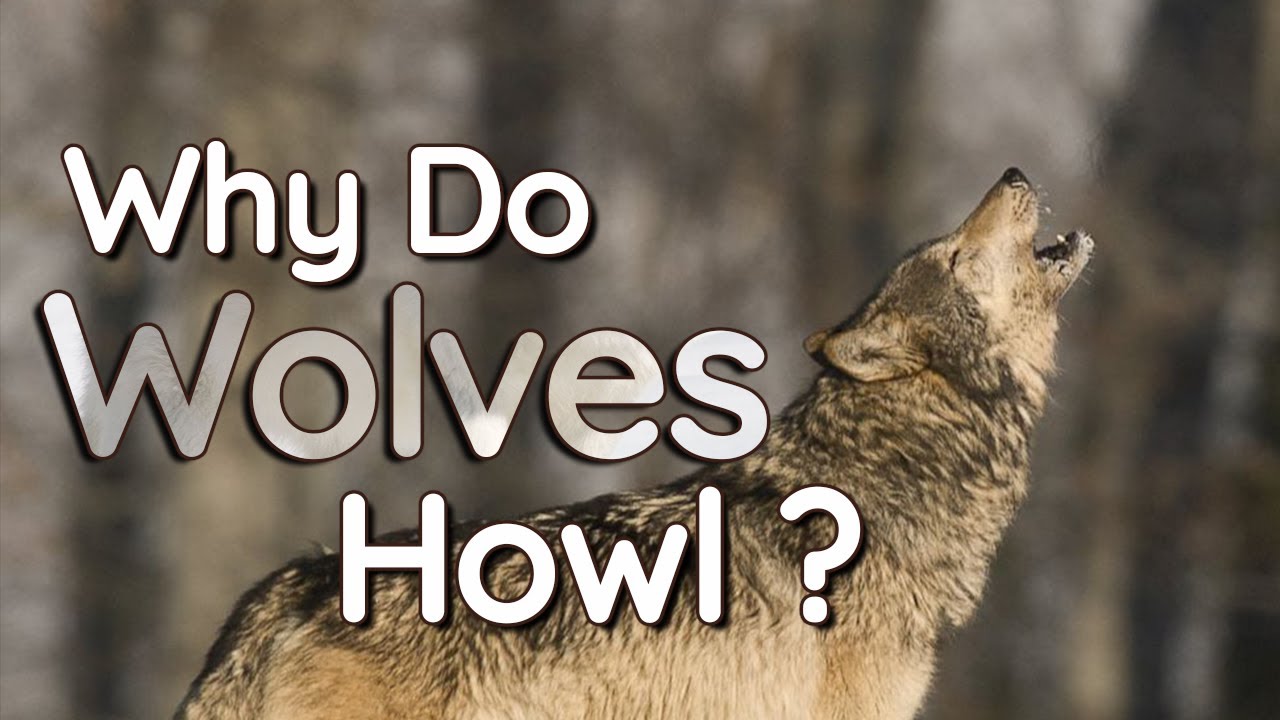 Why Do Wolves Howl? - YouTube