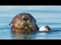 Day Trip! Filming Sea Otters at Moss Landing