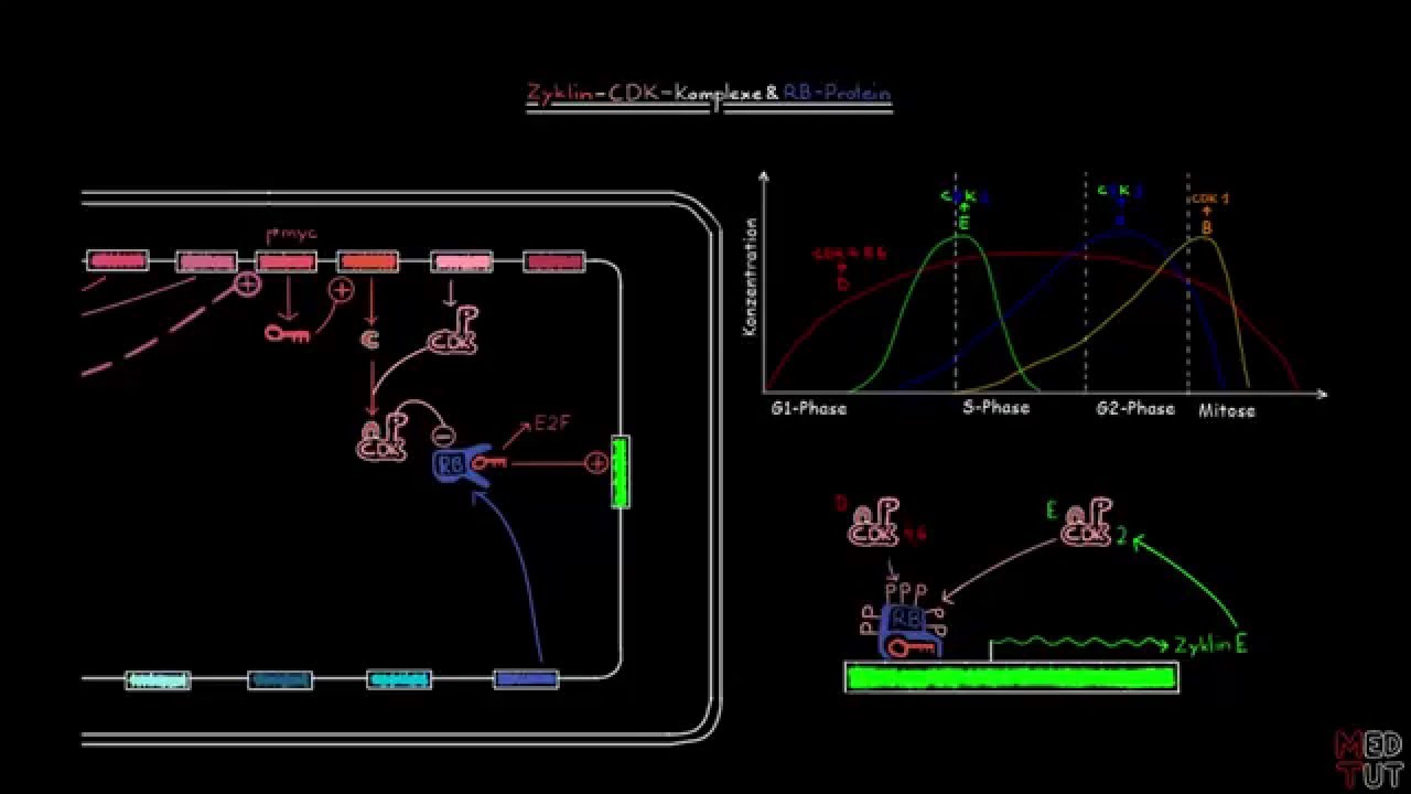 Zyklin-CDK-Komplexe und RB Protein — Transcript