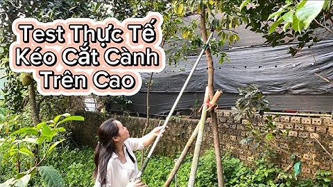 Chỉ 300k, Kéo Cắt Cành Trên Cao, Ghim Quả Giá Siêu Rẻ | Test Thực Tế Mẫu Kéo 3M SANTA | 0365910891