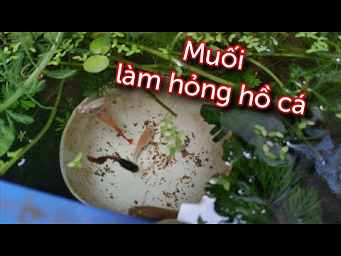 Video: Muối ăn Có Màu Gì