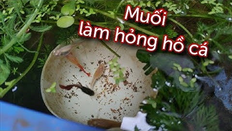 Có nên cho muối vào bể cá bảy màu ? Tác dụng của muối với cá bảy màu