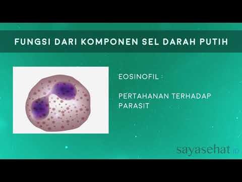 What Macam Macam Sel Darah Pdf