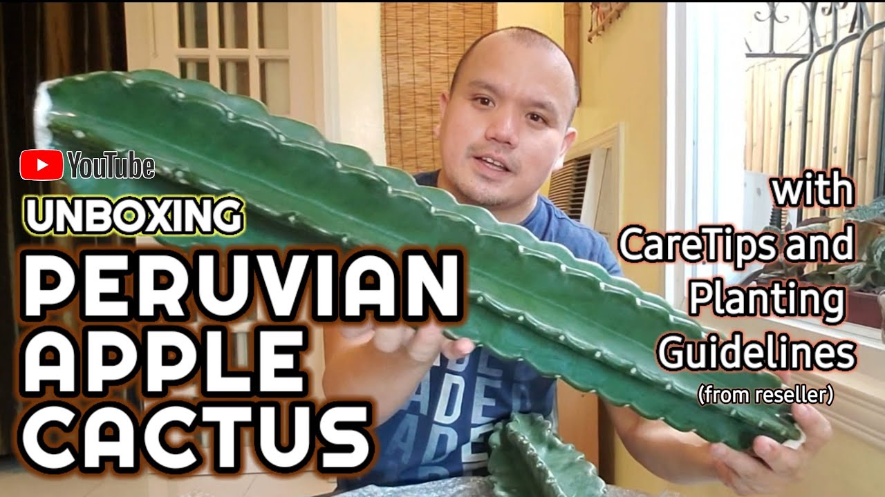 UNBOXING | PERUVIAN APPLE CACTUS | CARETIPS AND PLANTING GUIDELINES