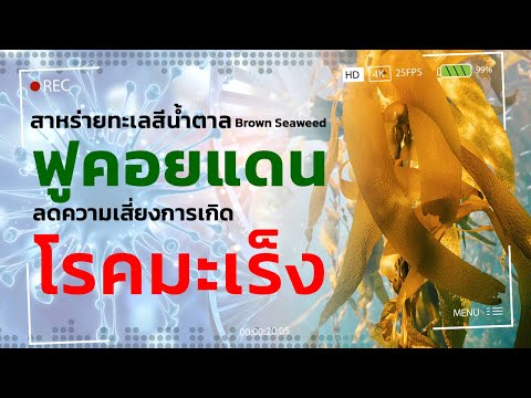 ผลวิจัยเกาหลีใต้ Brown Seaweed สาหร่ายทะเลสีน้ำตาล ลดความเสี่ยงของการเกิดโรคมะเร็ง ซับไทย