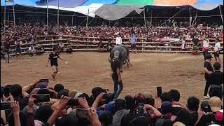 Bang Roy Vs Bos Padatindo (Win)