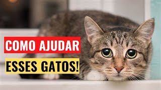 Como Fazer Um Gato ASSUSTADO Ficar Mais TRANQUILO?