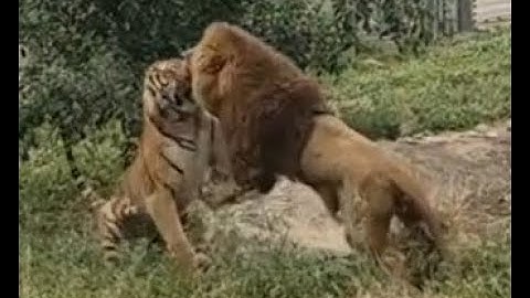 Lion vs Tiger  full battle HD original sound, (not clickbait) (real fight)