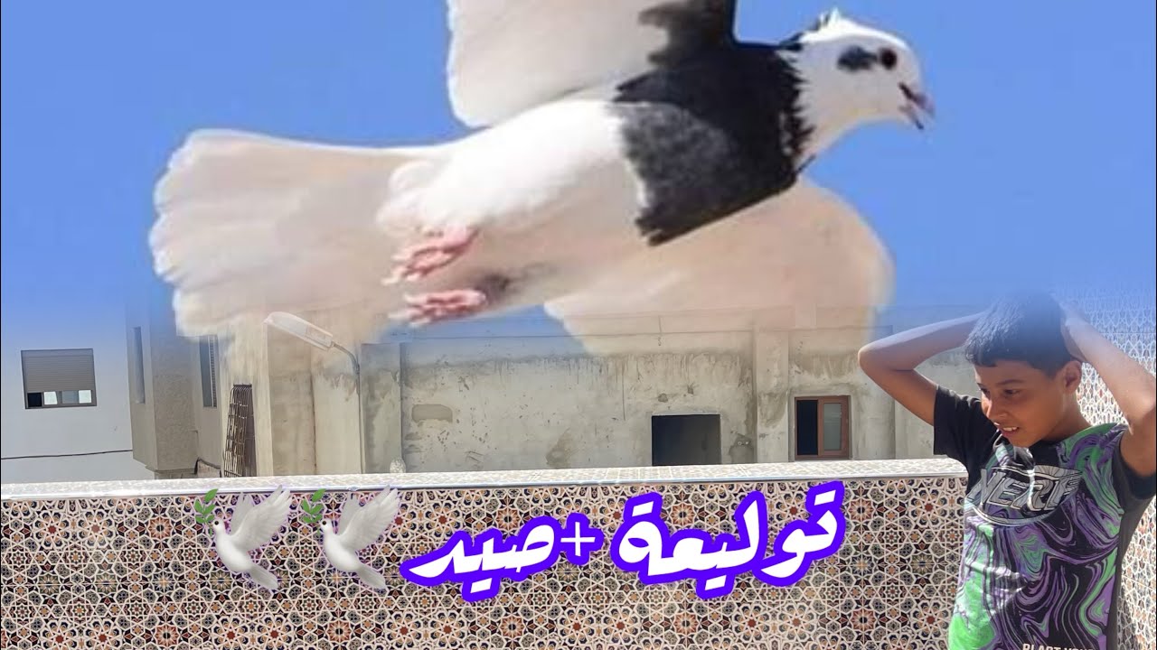 ‏توليعة مسائية + الصيد🕊️❤️