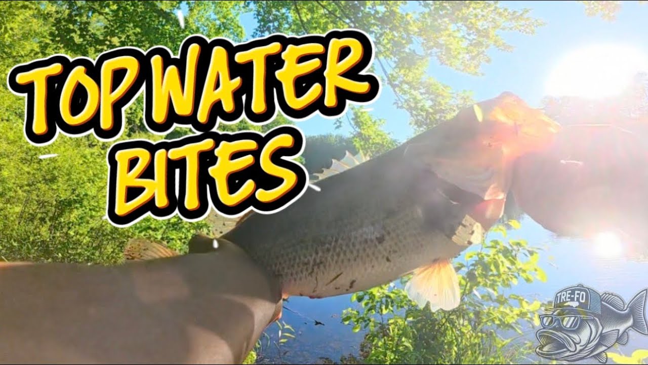 INSANE Topwater Bites! 💥 (Big Bass Explosion) #trefobassing #blessyourbait #TopwaterFishing #fishing