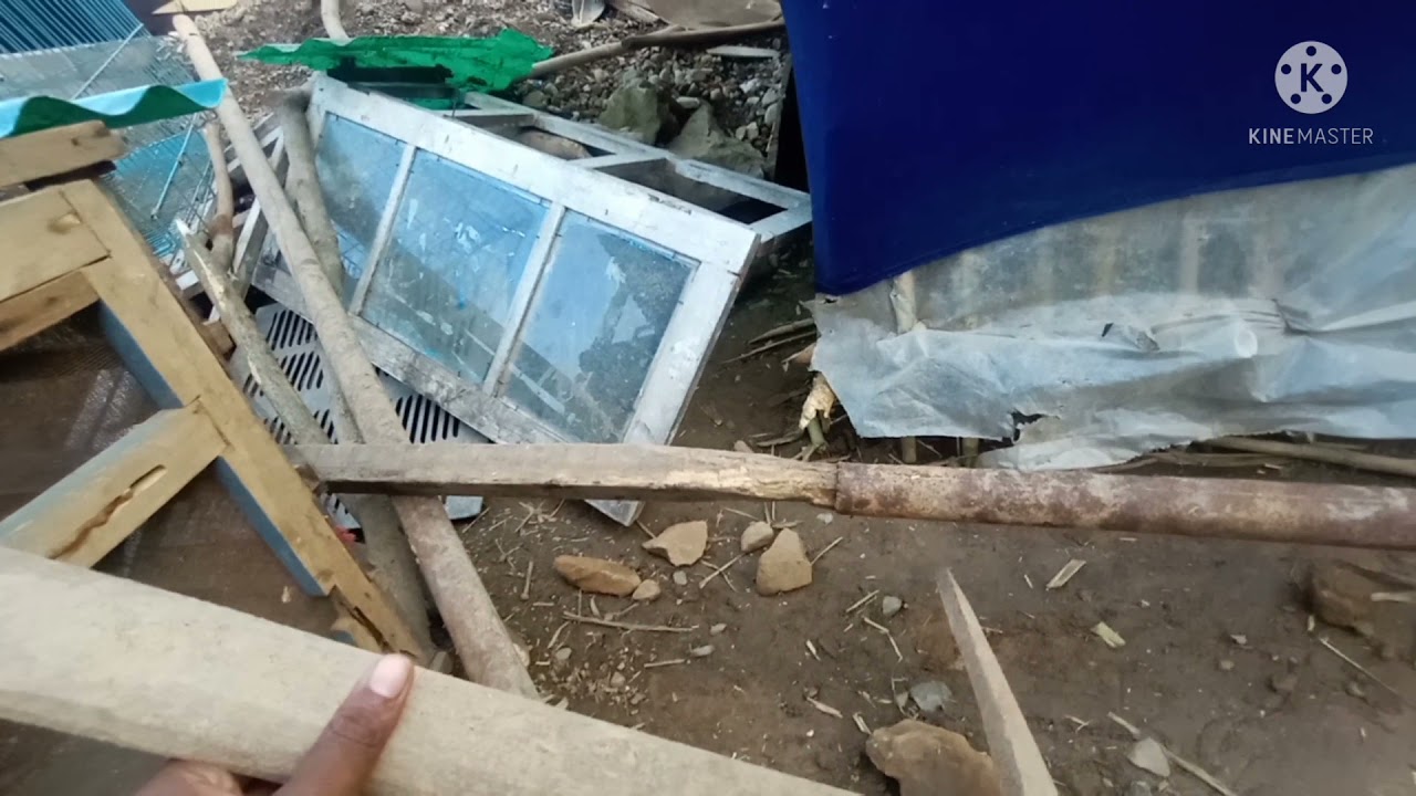 free range local chicken farming|Pure desi murgi palan|Adding new chicken in farm|