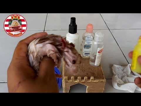 Mengobati Hamster yang Terkena Jamur 