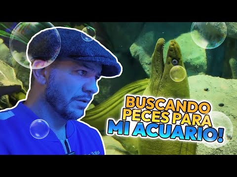 HACIENDO el ACUARIO MARINO más GRANDE que he tenido PT1 | Faisy
