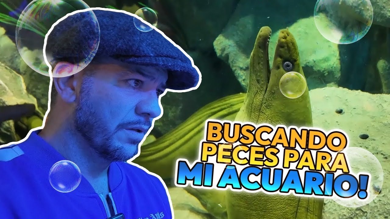 HACIENDO el ACUARIO MARINO más GRANDE que he tenido 😱 PT1 | Faisy