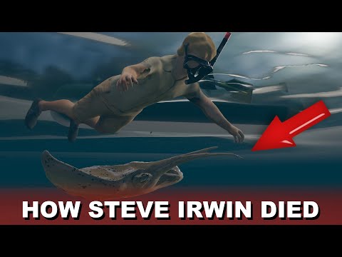 Steve Irwin Death Video (Footage Recreation)