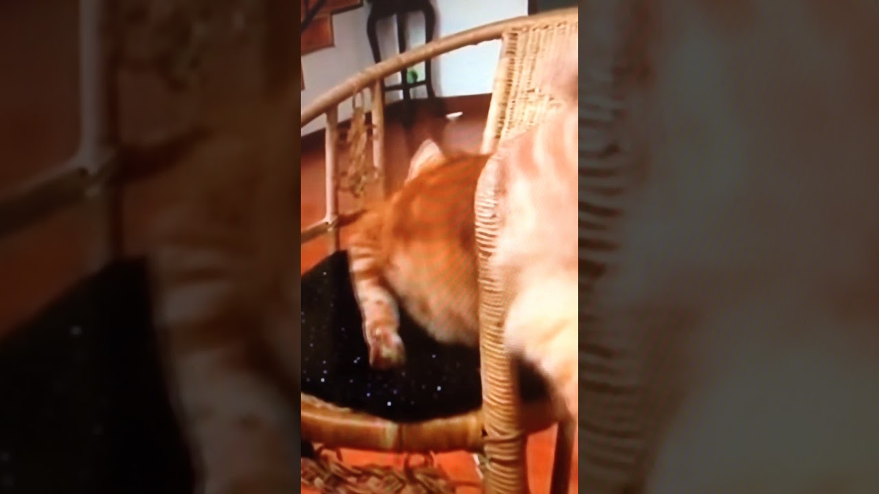 This cat got stuck in a chair YouTube