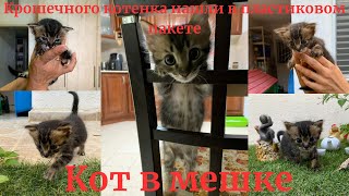 Крошечного котенка нашли в пластиковом пакете. Кот в мешке. Пенсионер и хобби.