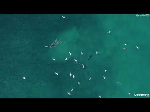 Drone Footage Shows Diver Fending Off Shark || Dogtooth Media