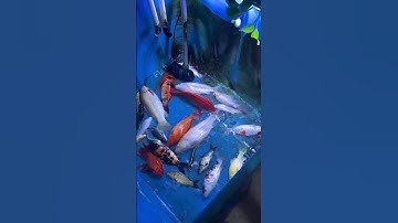 Thumbnail of The water pump is broken. Koi carps can survive for 5 hours in low water levels. #koi #fish #pets