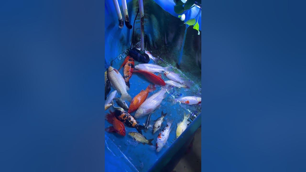 The water pump is broken. Koi carps can survive for 5 hours in low water levels. #koi #fish #pets