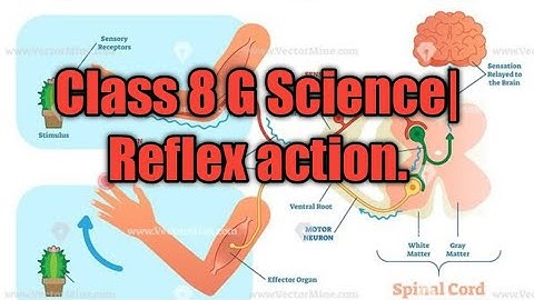 Class 8 G Science| Reflex action.
