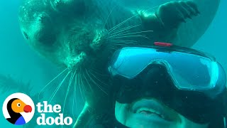 Seal Gives The Best Tickles And Head Scratches | The Dodo