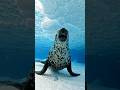 Wait Until You Hear Sound #3! 😱🔥 #shorts#trending #animals