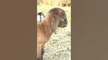 صوت الماعز Animals Goals Little Goat 