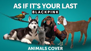 Blackpink  As If It's Your Last Parody (Animals Cover)
